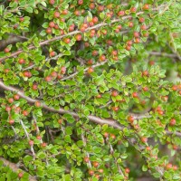 aug 2009 c 1145 1080